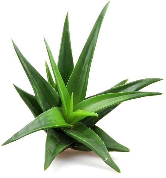 Simbiótico Plus Nenúfar 7 sobres de 4,8g - Herbetom Bioserum | Mezcla de fermentos lácticos | Lactobacillus rhamnosus | Prebiótico + Probiótico y aloe vera
