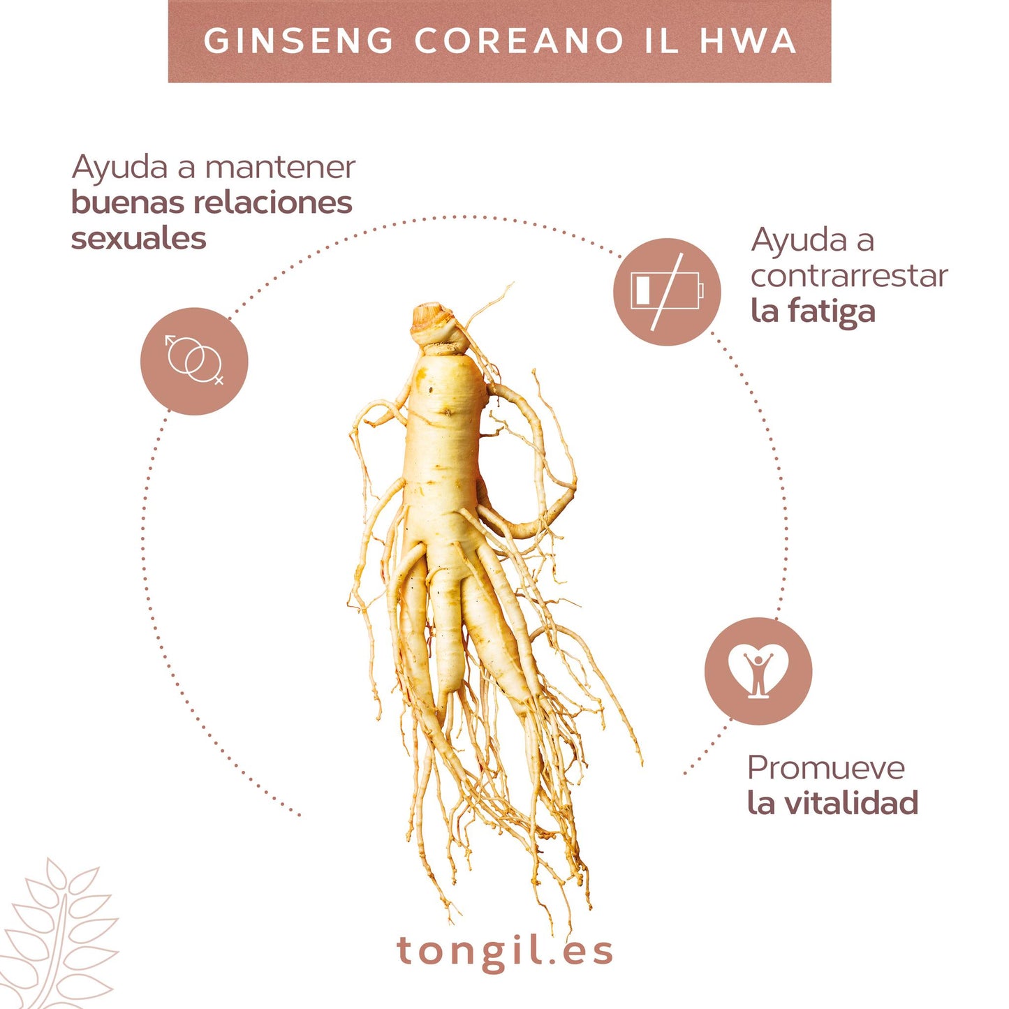 Tongil GINSENG COREANO PURO, Calidad Ilhwa, 500 mg, 100 cápsulas