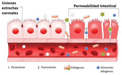 Bioserum PERMEABILIDAD Nenúfar 30 sobres | Con probióticos, prebióticos y micronutrición | Ayuda contra la permeabilidad intestinal